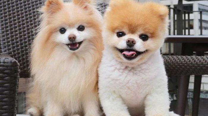 Anjing Terlucu Di Dunia. 'Boo', Anjing Terlucu di Dunia Jenis Pomeranian Mati karena 'Patah Hati'