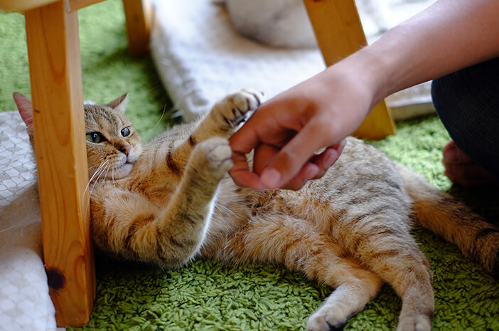 Cara Menghilangkan Bekas Cakaran Kucing. Jangan Sepelekan Cakaran Kucing, Ini Dampaknya