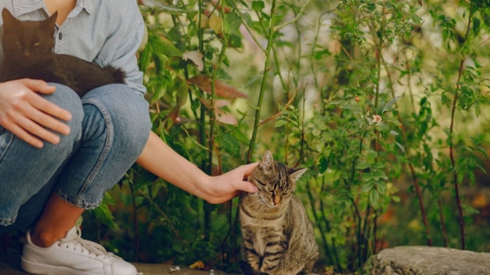 Cara Menghilangkan Bekas Cakaran Kucing. Sedih, Wanita Ini Curhat Wajahnya Luka Dicakar Kucing Kesayangan