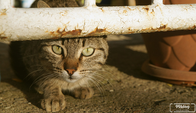 Cara Mengusir Kucing Dengan Kapur Barus. 11 Cara Mengusir Kucing yang Baik dan Benar Tanpa Harus Disakiti