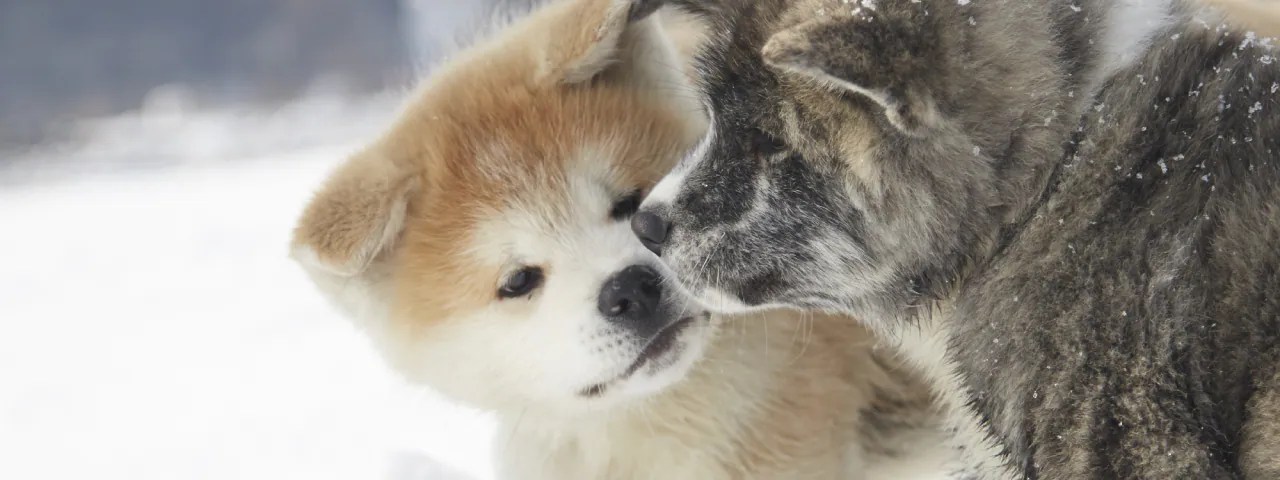 Patung Hachiko Di Jepang. Patung Hachiko, Anjing Setia sebagai model Anjing Akita｜ANA